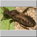 Alydus calcaratus - Krummfuehlerwanze 01b 10mm - Sandgrube OS-Wallenhorst.jpg